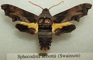 Präparat von Sphecodina abbottii