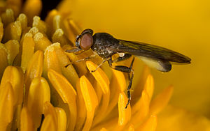 Sphegina montana Syrphidae.jpg