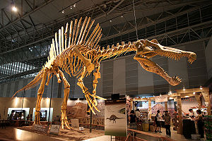Skelettrekonstruktion von Spinosaurus aegyptiacus