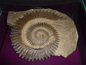 Zahnspirale von Helicoprion