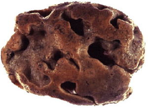 Brotkrumenschwamm (Halichondria panicea)