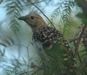 Spotted Bowerbird.jpg