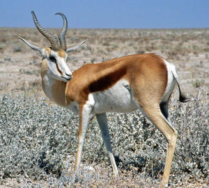Springbock (Antidorcas marsupialis) in Namibia