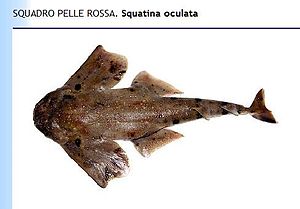 Squatina oculata.JPG