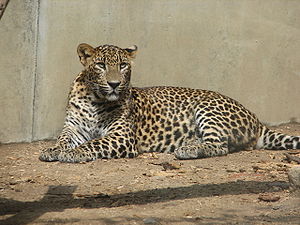 Sri-Lanka-Leopard im Zoo von Jihlava (Tschechien)