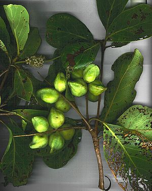 Terminalia melanocarpa, Zweig mit Blättern, Blüten und Früchten.