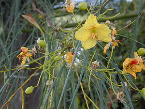 Blüten und Blätter von Parkinsonia aculeata