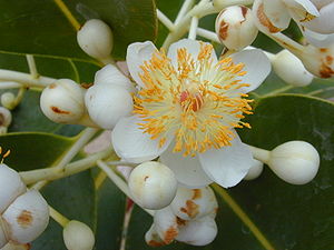 Calophyllum inophyllum, Calophyllaceae