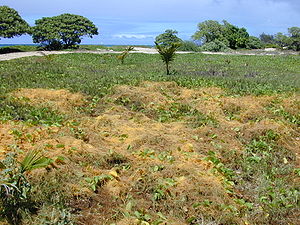 Starr 010818-0047 Cuscuta sandwichiana.jpg