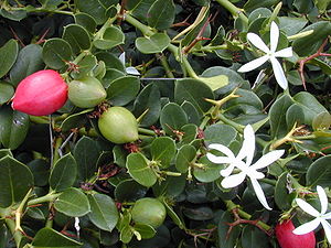 Natalpflaume (Carissa macrocarpa) mit Blüten und Früchten.