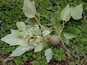Lichtnussbaum (Aleurites moluccana), Zweige mit „mehligen“, gelappten Blättern, Blütenstand und Frucht.