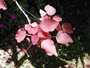 Euphorbia cotinifolia subsp. cotinifolia