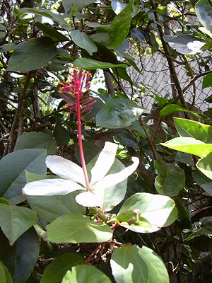 Hibiscus arnottianus