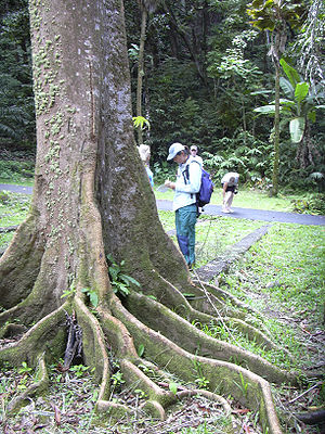 Stamm mit Brettwurzeln von Elaeocarpus angustifolius