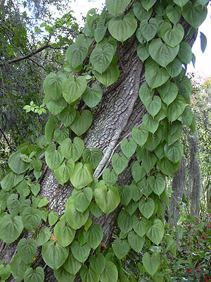 Starr 031108-0224 Dioscorea bulbifera.jpg