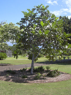 Brotfruchtbaum (Artocarpus altilis)