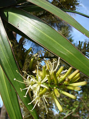 Gerandeter Drachenbaum (Dracaena reflexa var. angustifolia)