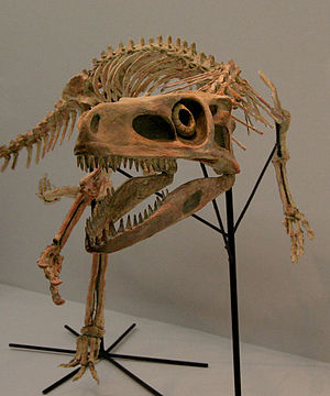 Skelettrekonstruktion von Staurikosurus pricei.