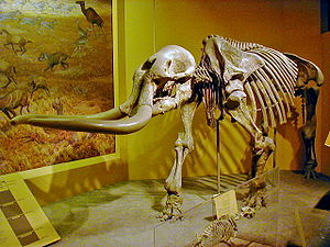 Stegomastodon mirificus im Smithsonian National Museum of Natural History