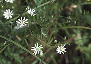 Gras-Sternmiere (Stellaria graminea)