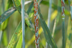 Getreideschwarzrost (Puccinia graminis) am Weizen