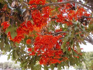 Feuerradbaum (Stenocarpus sinuatus)