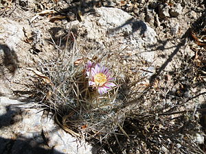 Stenocactus ochoterenanus.jpg