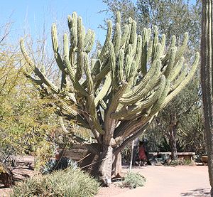 Stetsonia coryneim Desert Botanical Garden von Phoenix