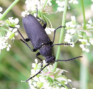 Haarschildiger Halsbock (Stictoleptura scutellata), Männchen auf Giersch