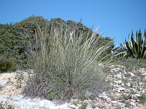 Halfagras (Stipa tenacissima)