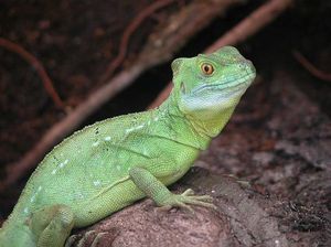 Weiblicher Stirnlappenbasilisk (Basiliscus plumifrons)