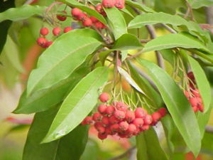 Apfelförmige Früchte von Davids-Glanzmispel (Photinia davidiana).