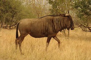 Blaues Streifengnu (C. t. taurinus)