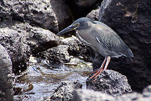 Striated Heron (Butorides striata) -Santa Cruz -Galapagos.jpg
