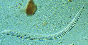 Die Larve des Fadenwurms Strongyloides stercoraliz
