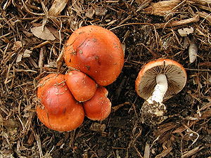 Orangeroter Träuschling (Stropharia aurantiaca)