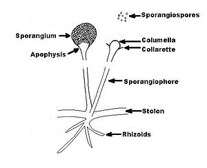 Struktur von Rhizopus spp. – Schemazeichnung