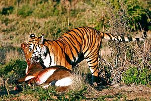 Südchinesischer Tiger mit Beute