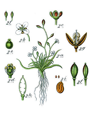 Illustration von Subularia aquatica