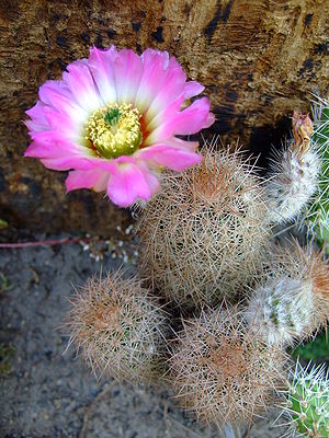 Succu Echinocereus balleyi SB 211 02.jpg