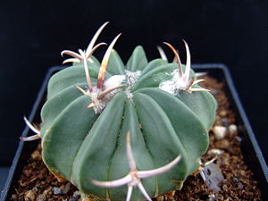 Stenocactus coptonogonus,blühfähige Jungpflanze
