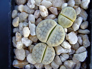 Lithops gracilidelineata subsp. brandbergensis