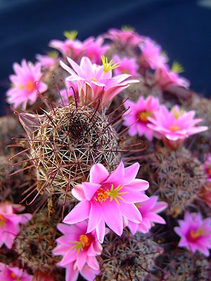 Succu Mammillaria fraileana 01.jpg