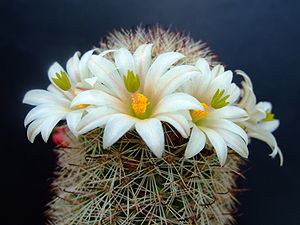 Succu Mammillaria hutchisoniana 01.jpg