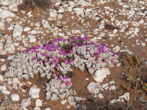 Gibbaeum pubescens im Anysberg Naturschutzgebiet, Südafrika.