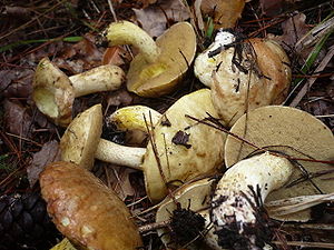 Mediterraner Röhrling (Suillus mediterraneensis)