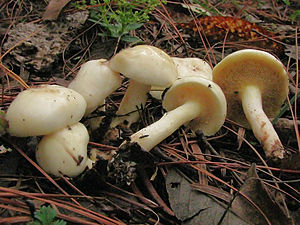 Elfenbein-Röhrling (Suillus placidus)