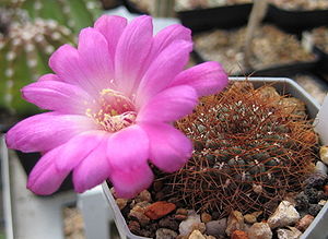 Sulcorebutia pulchra var. longispina HS78a