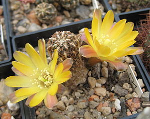 Sulcorebutia camargoensis HJ843/4