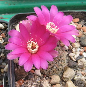 Sulcorebutia crispata HR27